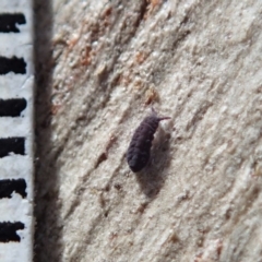 Hypogastrura sp. (genus) at Cook, ACT - 13 Aug 2020