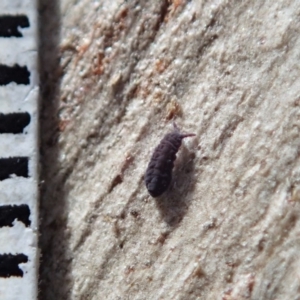 Hypogastrura sp. (genus) at Cook, ACT - 13 Aug 2020