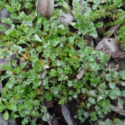 Stuartina sp. (genus) (A cudweed) at Carwoola, NSW - 16 Aug 2020 by AndyRussell