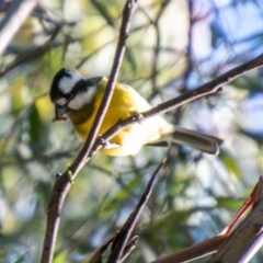 Falcunculus frontatus (Eastern Shrike-tit) at Cotter River, ACT - 11 Aug 2020 by SWishart