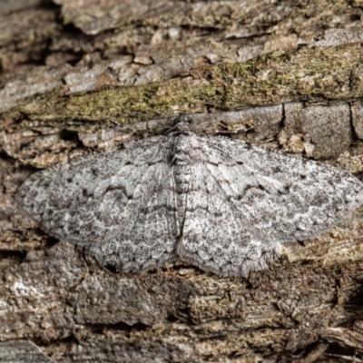 Psilosticha absorpta (Fine-waved Bark Moth) at Acton, ACT - 18 Aug 2020 by Roger