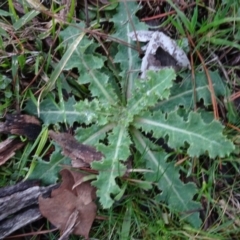 Sonchus oleraceus (Annual Sowthistle) at Carwoola, NSW - 16 Aug 2020 by AndyRussell