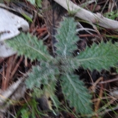 Cirsium vulgare (Spear Thistle) at Carwoola, NSW - 16 Aug 2020 by AndyRussell