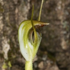 Pterostylis pedunculata (Maroonhood) at Australian National University - 18 Aug 2020 by DerekC