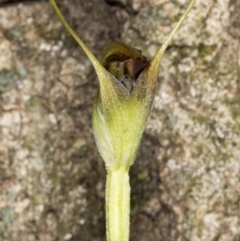 Pterostylis pedunculata at Acton, ACT - 18 Aug 2020