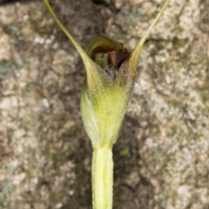 Pterostylis pedunculata at Acton, ACT - 18 Aug 2020