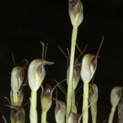 Pterostylis pedunculata at Acton, ACT - suppressed