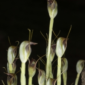 Pterostylis pedunculata at Acton, ACT - 18 Aug 2020