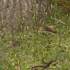 Pterostylis pedunculata at Acton, ACT - suppressed