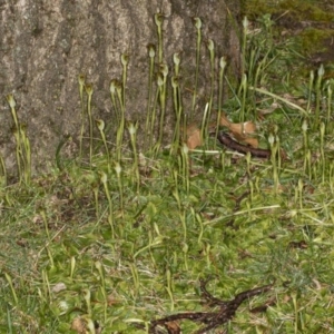 Pterostylis pedunculata at Acton, ACT - 18 Aug 2020