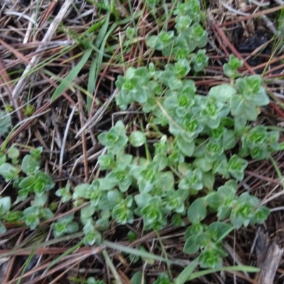 Lysimachia arvensis (Scarlet Pimpernel) at Carwoola, NSW - 16 Aug 2020 by AndyRussell