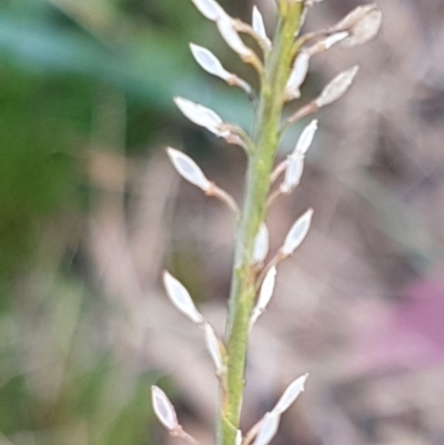 Lepidium africanum (Common Peppercress) at Weetangera, ACT - 18 Aug 2020 by trevorpreston