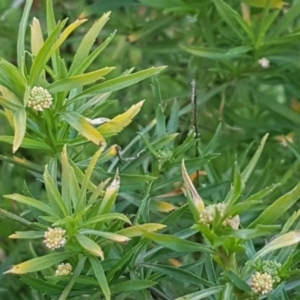 Lepidium africanum at Weetangera, ACT - 18 Aug 2020