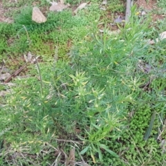 Lepidium africanum at Weetangera, ACT - 18 Aug 2020