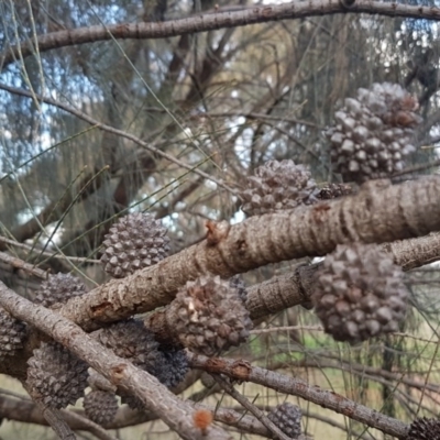 Allocasuarina verticillata (Drooping Sheoak) at Weetangera, ACT - 18 Aug 2020 by trevorpreston