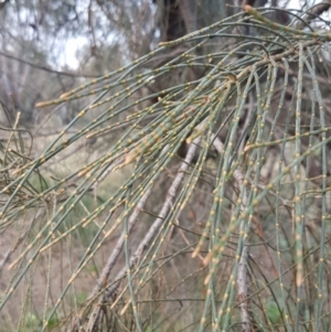 Allocasuarina verticillata at Weetangera, ACT - 18 Aug 2020 04:33 PM