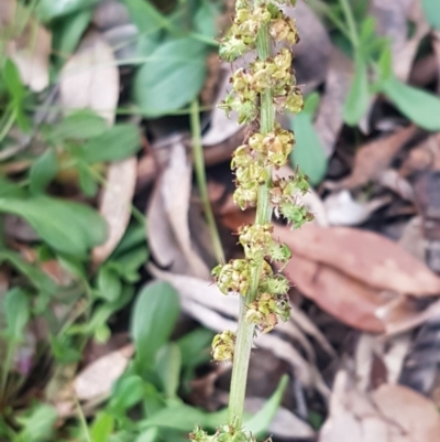 Acaena x ovina (Sheep's Burr) at Weetangera, ACT - 18 Aug 2020 by trevorpreston