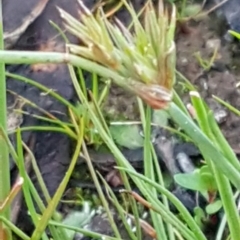 Juncus capitatus (Dwarf Rush) at Weetangera, ACT - 18 Aug 2020 by trevorpreston