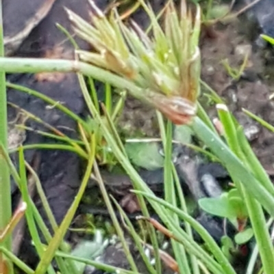 Juncus capitatus (Dwarf Rush) at Weetangera, ACT - 18 Aug 2020 by trevorpreston
