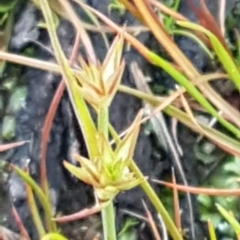 Juncus capitatus at Weetangera, ACT - 18 Aug 2020 04:47 PM