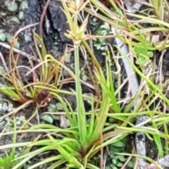 Juncus capitatus at Weetangera, ACT - 18 Aug 2020