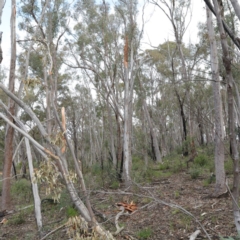 Eucalyptus rossii (Inland Scribbly Gum) at Acton, ACT - 18 Aug 2020 by ConBoekel