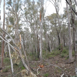 Eucalyptus rossii at Acton, ACT - 18 Aug 2020 03:42 PM