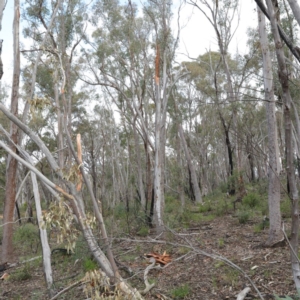 Eucalyptus rossii at Acton, ACT - 18 Aug 2020