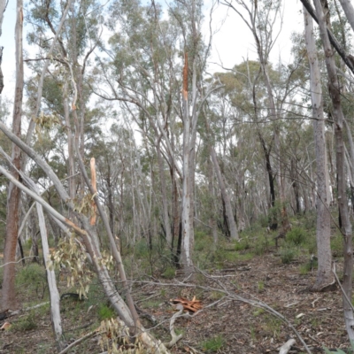 Eucalyptus rossii (Inland Scribbly Gum) at Black Mountain - 18 Aug 2020 by ConBoekel