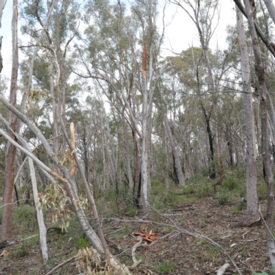 Eucalyptus rossii (Inland Scribbly Gum) at Acton, ACT - 18 Aug 2020 by ConBoekel