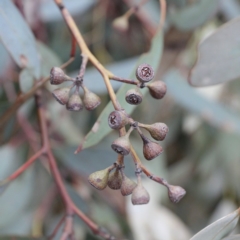 Eucalyptus rossii at Acton, ACT - 18 Aug 2020