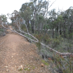 Eucalyptus rossii (Inland Scribbly Gum) at O'Connor, ACT - 18 Aug 2020 by ConBoekel