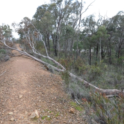 Eucalyptus rossii (Inland Scribbly Gum) at Point 60 - 18 Aug 2020 by ConBoekel