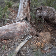 Eucalyptus rossii at O'Connor, ACT - 18 Aug 2020