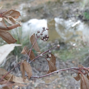 Eucalyptus rossii at O'Connor, ACT - 18 Aug 2020