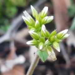 Cerastium glomeratum (Sticky Mouse-ear Chickweed) at Weetangera, ACT - 18 Aug 2020 by trevorpreston