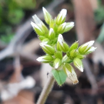 Cerastium glomeratum (Sticky Mouse-ear Chickweed) at Weetangera, ACT - 18 Aug 2020 by tpreston