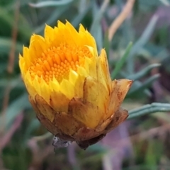 Xerochrysum viscosum (Sticky Everlasting) at Weetangera, ACT - 18 Aug 2020 by tpreston