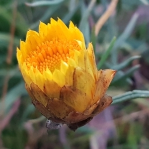 Xerochrysum viscosum at Weetangera, ACT - 18 Aug 2020