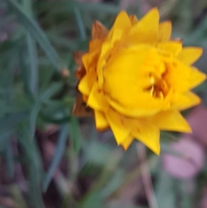 Xerochrysum viscosum at Weetangera, ACT - 18 Aug 2020