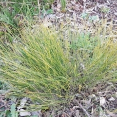 Tricoryne elatior (Yellow Rush Lily) at Weetangera, ACT - 18 Aug 2020 by trevorpreston