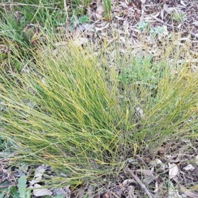 Tricoryne elatior (Yellow Rush Lily) at Weetangera, ACT - 18 Aug 2020 by tpreston