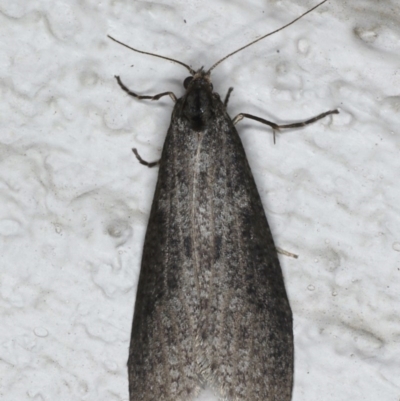 Conoeca guildingi (A case moth) at Ainslie, ACT - 17 Aug 2020 by jbromilow50