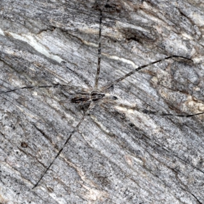 Tamopsis sp. (genus) (Two-tailed spider) at Mount Ainslie - 17 Aug 2020 by jb2602