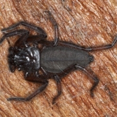 Gnaphosidae or Trochanteriidae (families) (Flat spider) at Mount Ainslie - 17 Aug 2020 by jbromilow50