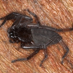 Gnaphosidae or Trochanteriidae (families) at Majura, ACT - 17 Aug 2020