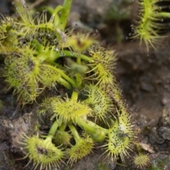 Drosera (genus) (A Sundew) at Stromlo, ACT - 18 Aug 2020 by patrickcox
