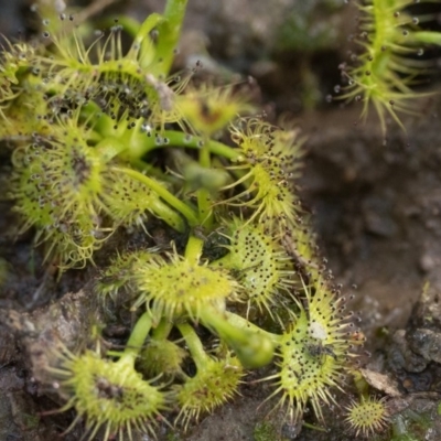 Drosera sp. (A Sundew) at Stromlo, ACT - 18 Aug 2020 by patrickcox