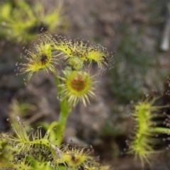 Drosera (genus) at Stromlo, ACT - 18 Aug 2020 02:34 PM