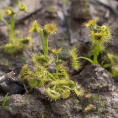Drosera (genus) at Stromlo, ACT - 18 Aug 2020 02:34 PM